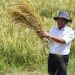 BPS: Puncak Masa Panen, Banten Alami Deflasi 0,52 Persen