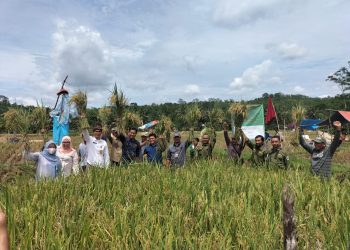 Sukses Jalankan Sekolah Lapang, Poktan Sugih Mukti Bayah Timur Bisa Panen 2 Kali Lipat