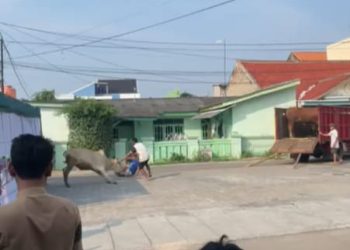 Sapi Kurban Mengamuk di Banten, Lukai 2 Warga Hingga Rusak Fasilitas Kafe